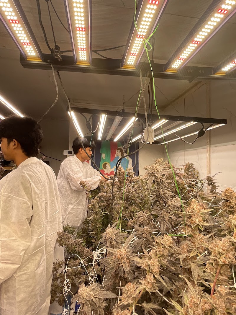 Rolling joint OG Quality weed cannabis วิสหกิจชุมชน 420กระท่อมกัญชาแร่นองฟาร์ม Rolling joint OG Quality weed cannabis วิสหกิจชุมชน 420กระท่อมกัญชาแร่นองฟาร์ม