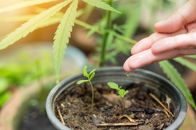 San Diego Marijuana School