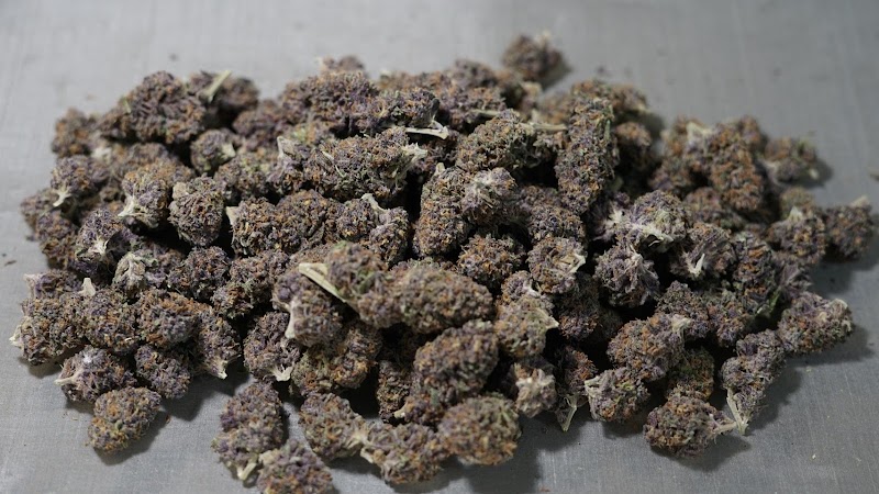 Siamganja revolution Siamganja revolution