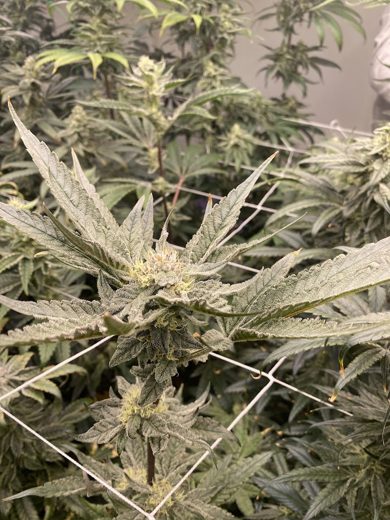 Sweetyhigh farm (GACP/Pheno Hunter)