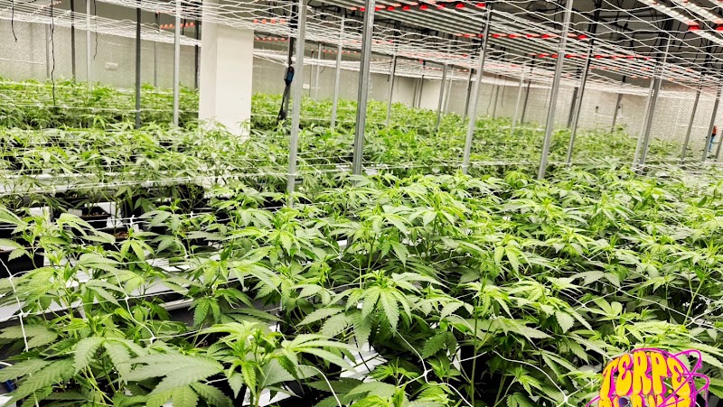 Terp Planet Terp Planet