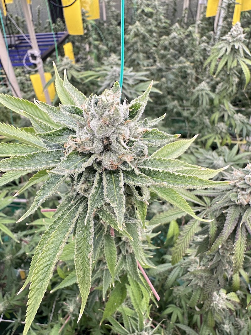 Tha Bo Greenery Ganja Farm