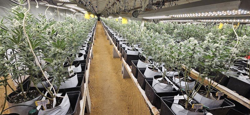 The Farm Weed Dispensary - Felton
