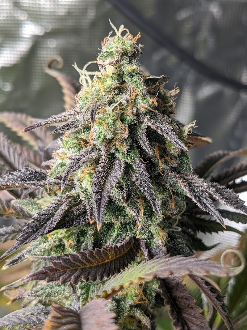 The Niagara Cannabis Seed Bank