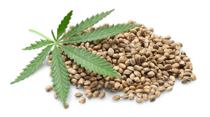 The Seed Fair Cannabis Seeds