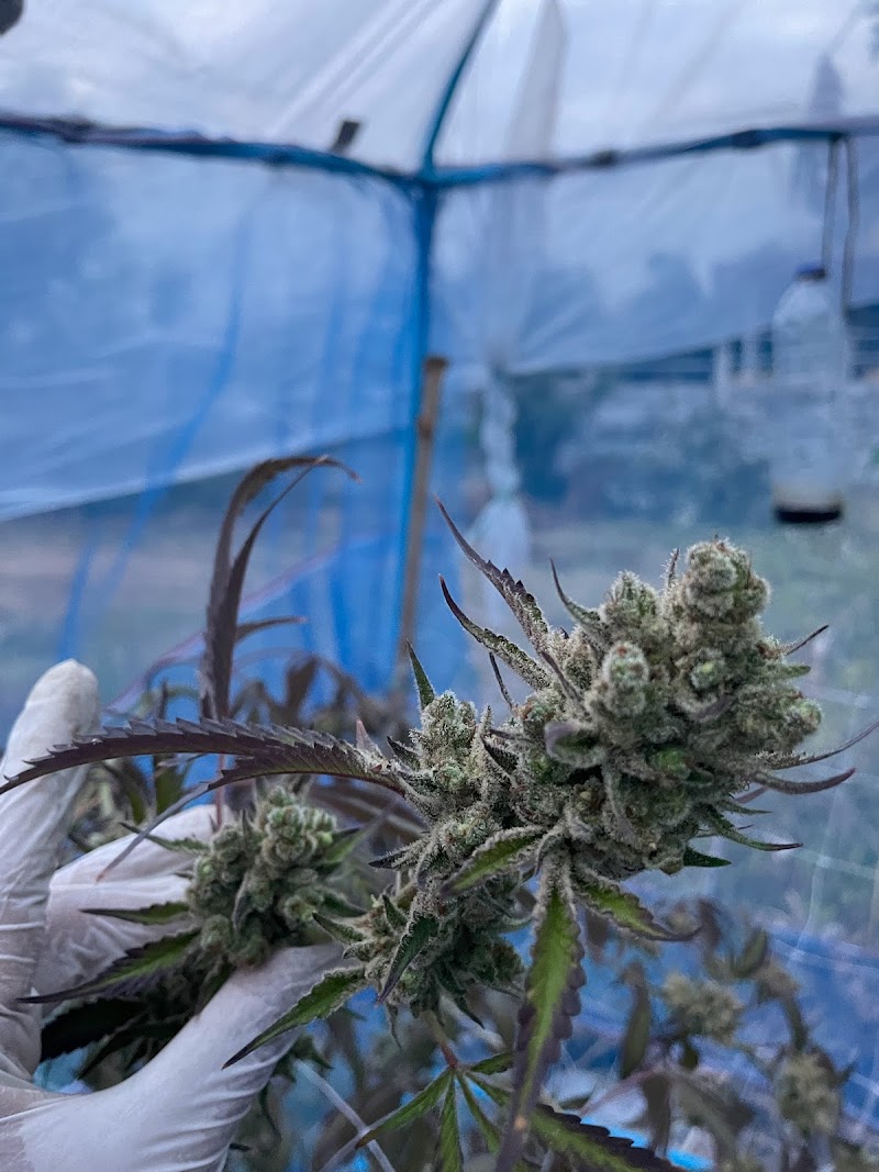 ThemarksmanCannabis