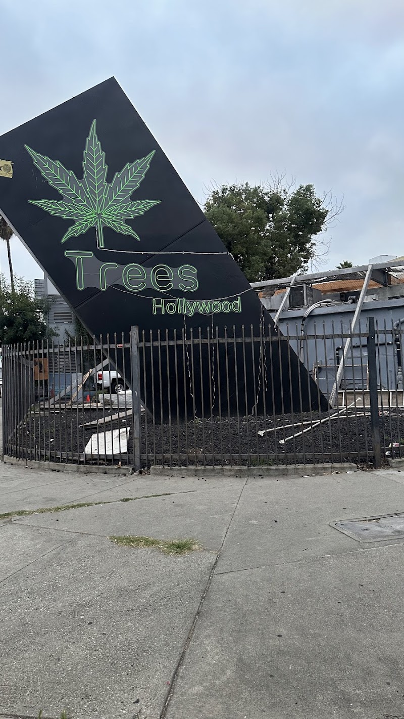 Trees Hollywood