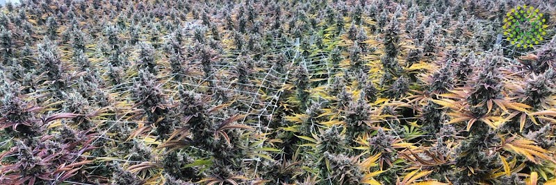 Trulieve Washington Dispensary Trulieve Washington Dispensary