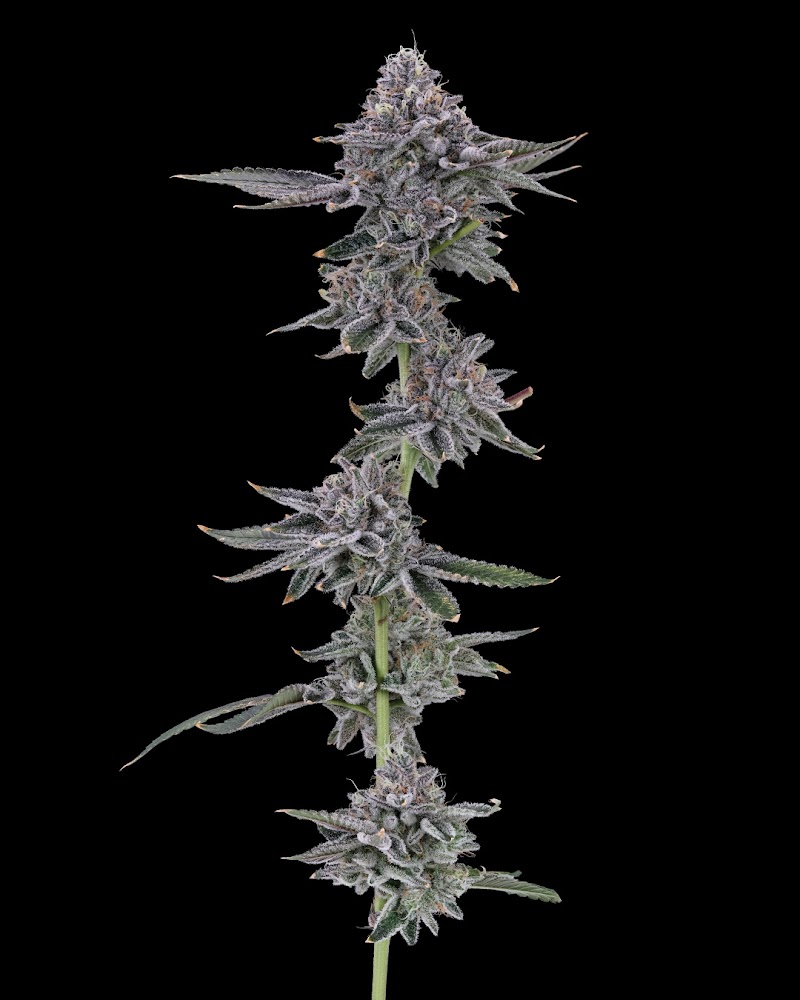 Undertow Cannabis Co. (Medical Cannabis)