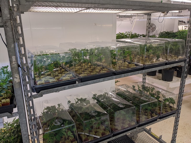 West River Cannabis
