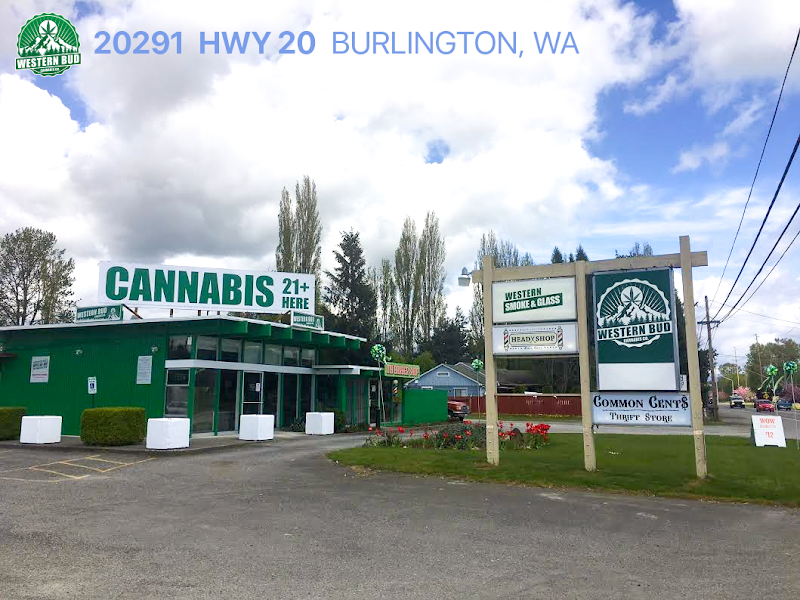 Western Bud Western Bud