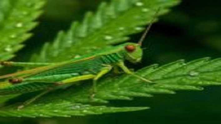 grasshoppercanna logo Copy